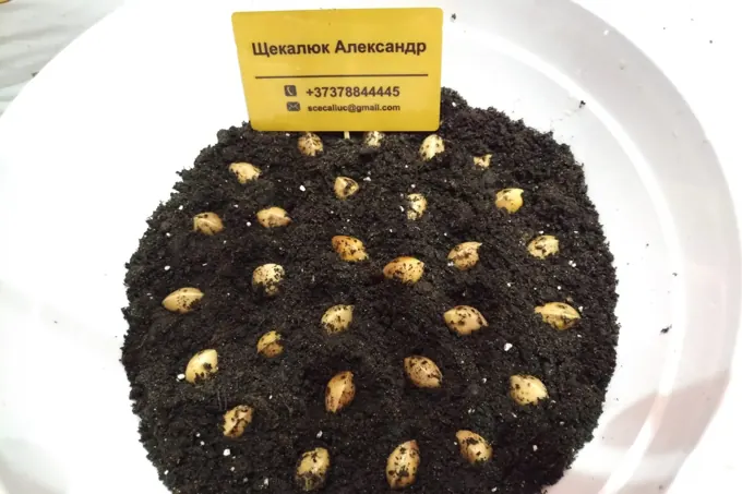 Seed preparation and germination