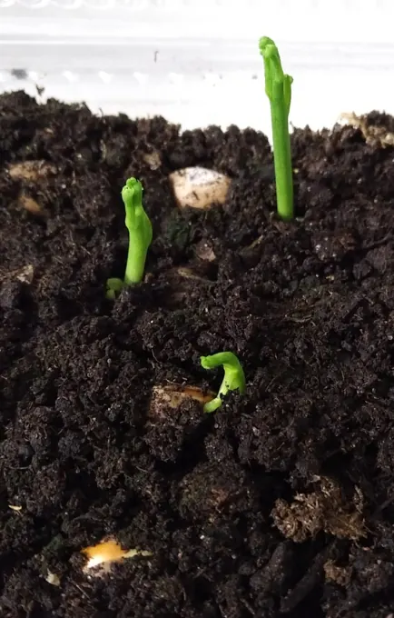Seed preparation and germination