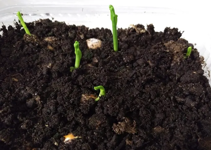 Seed preparation and germination