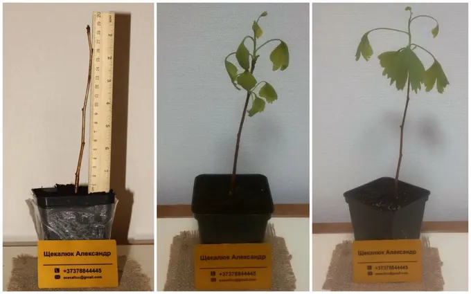 Nursery cultivation and plant development