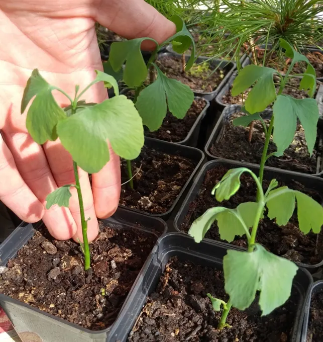 Nursery cultivation and plant development