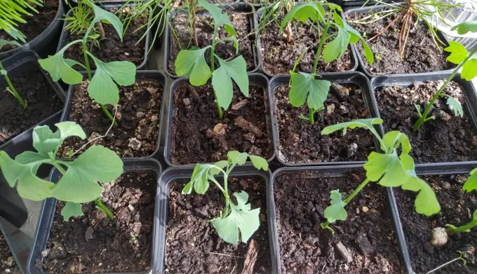 Nursery cultivation and plant development