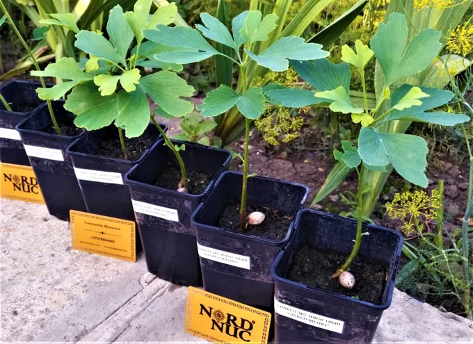 Nursery cultivation and plant development