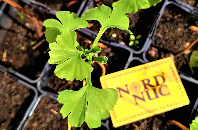 Nursery cultivation and plant development