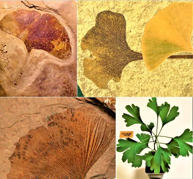 Botanical reference