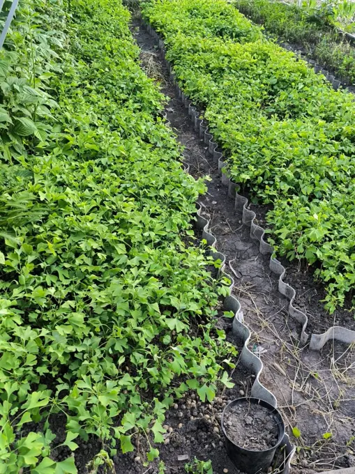 Nursery cultivation and plant development