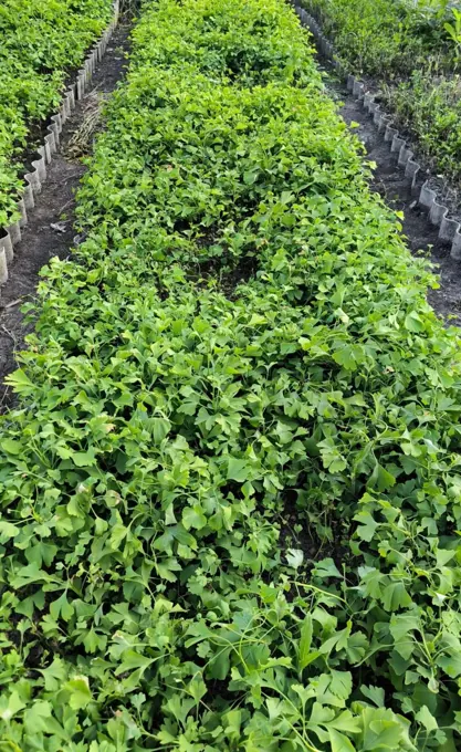 Nursery cultivation and plant development