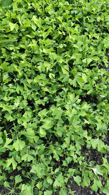Nursery cultivation and plant development
