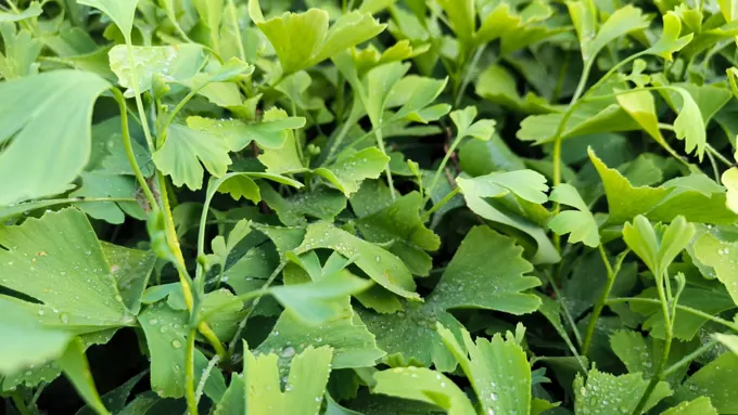Nursery cultivation and plant development