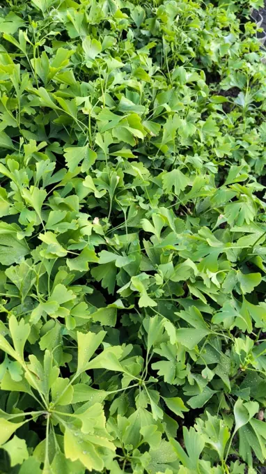 Nursery cultivation and plant development