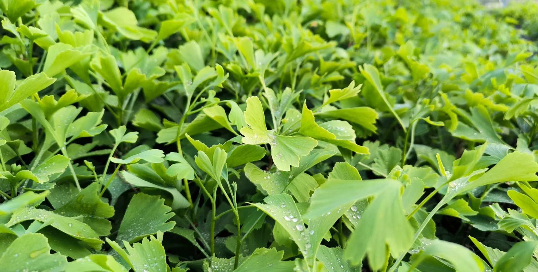 Nursery cultivation and plant development