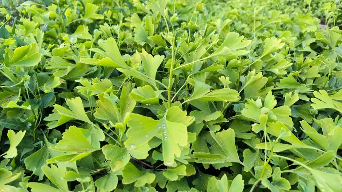 Nursery cultivation and plant development