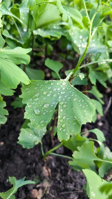 Nursery cultivation and plant development
