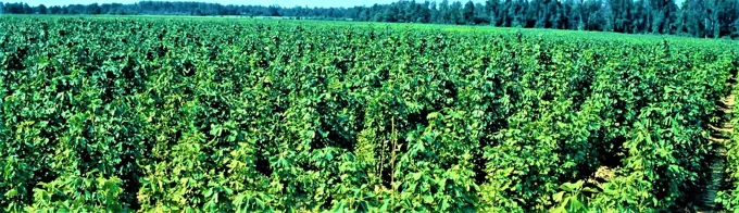 Industrial plantation model · archive reference