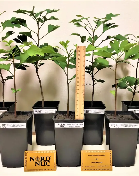 Nursery cultivation and plant development