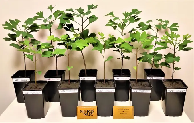 Nursery cultivation and plant development