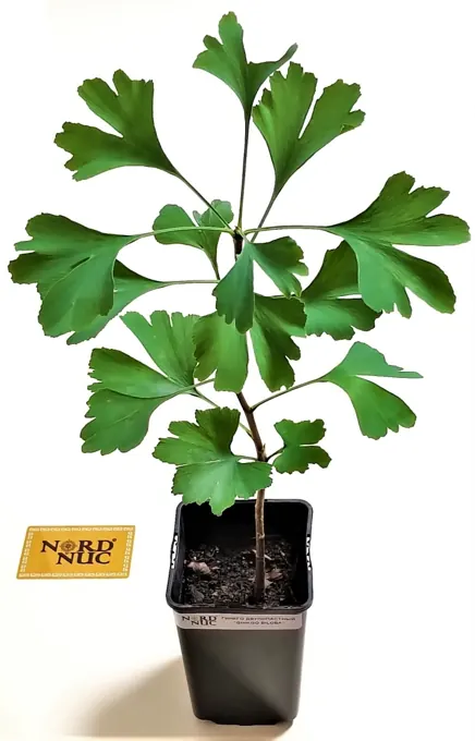 Nursery cultivation and plant development