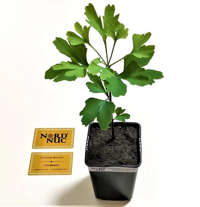 Nursery cultivation and plant development