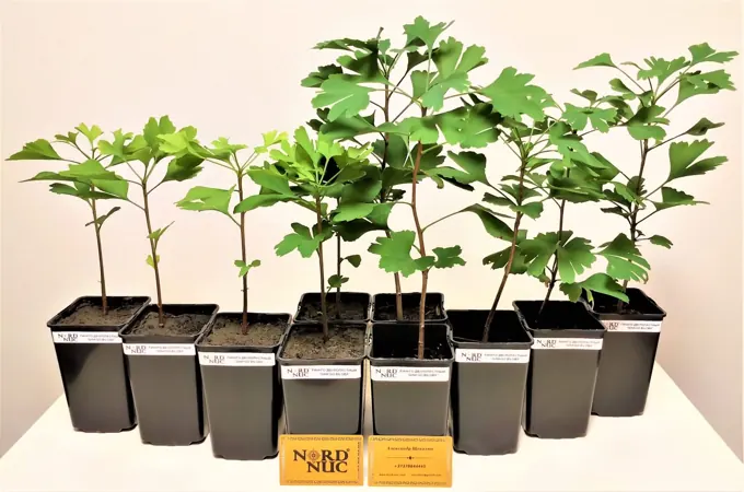 Nursery cultivation and plant development