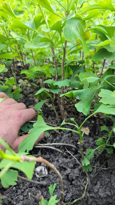 Nursery cultivation and plant development