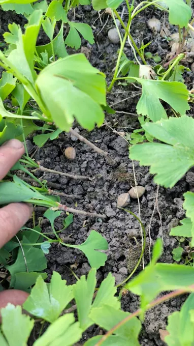 Nursery cultivation and plant development