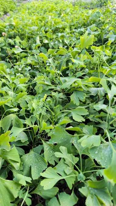 Nursery cultivation and plant development