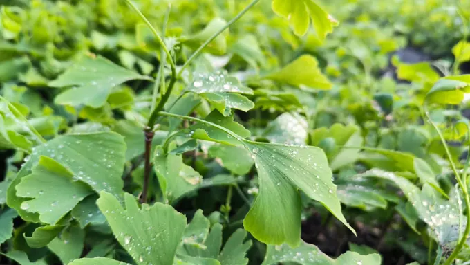 Nursery cultivation and plant development